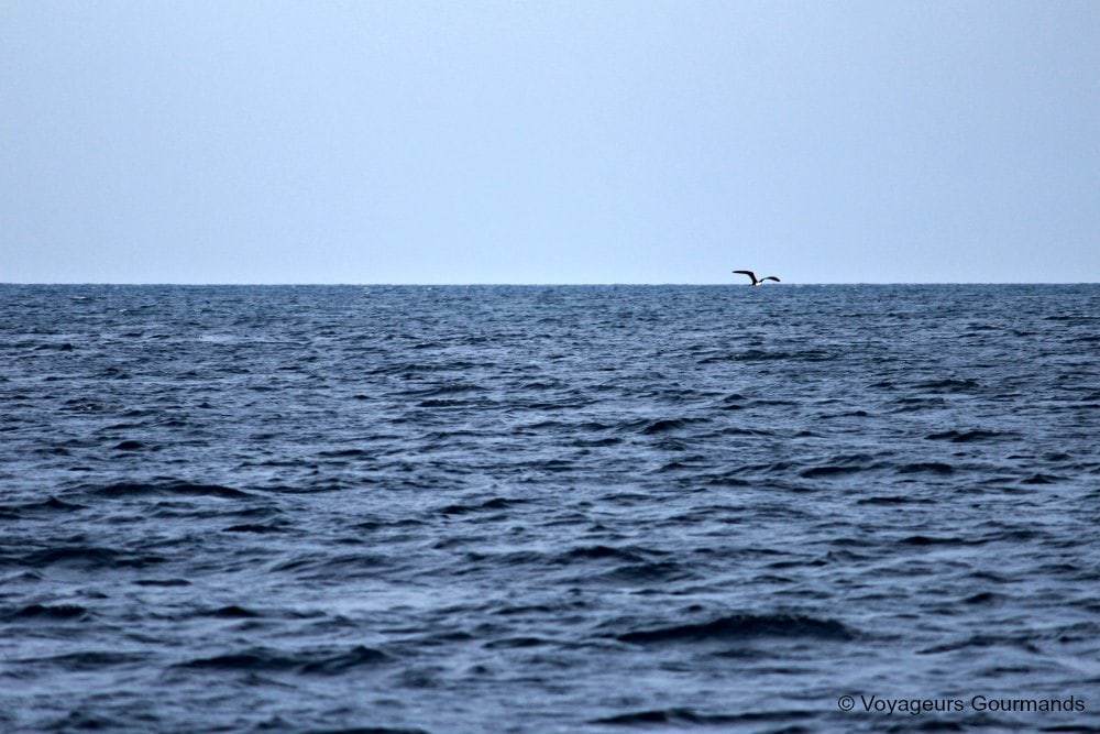 dauphins en Martinique