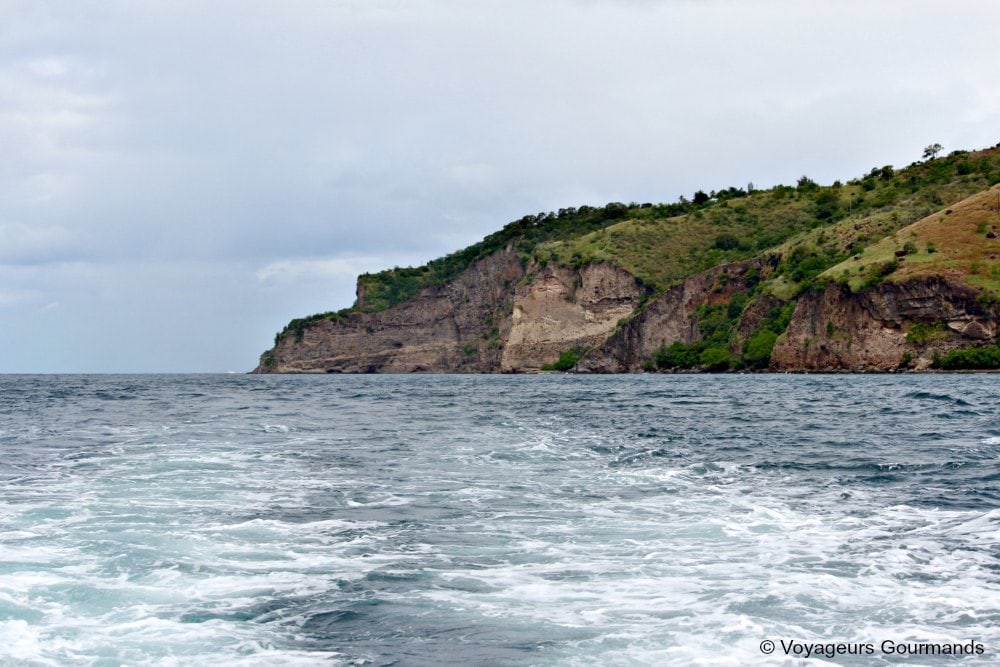 dauphins en Martinique