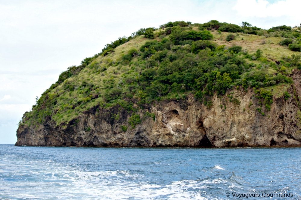 dauphins en Martinique