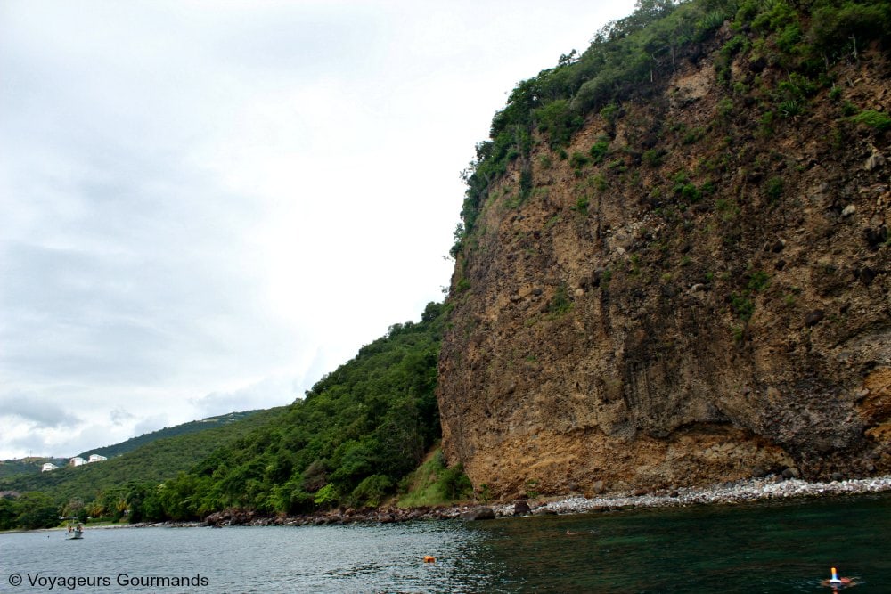 dauphins en Martinique