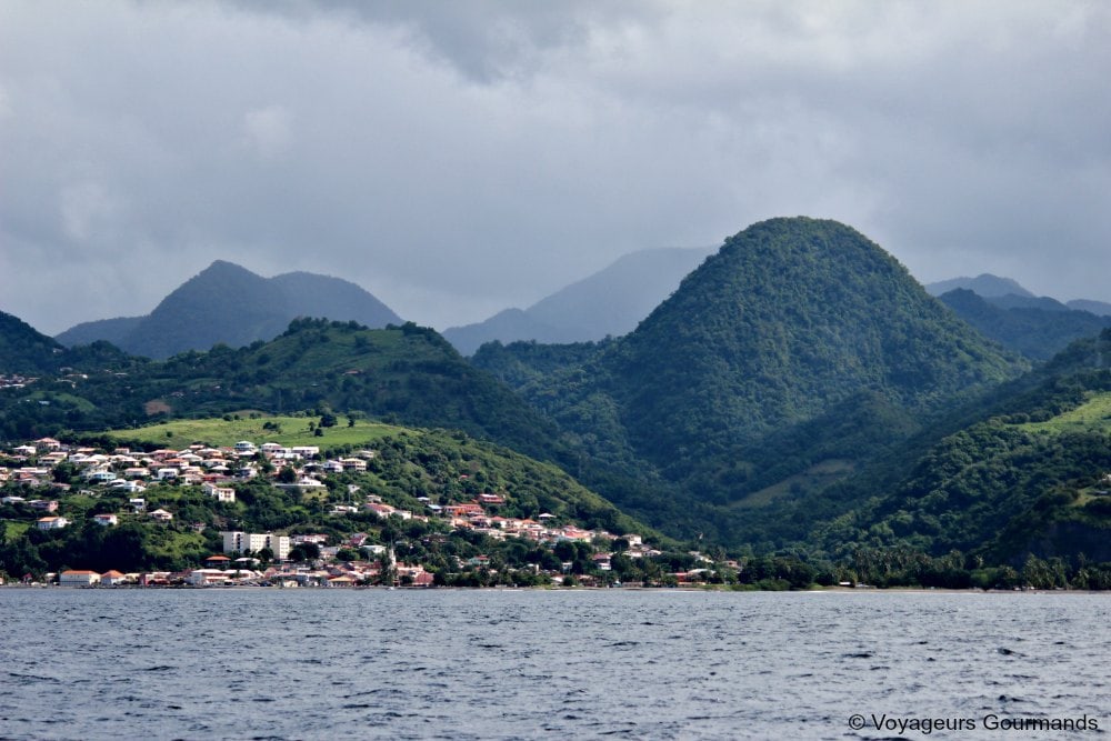 dauphins en Martinique