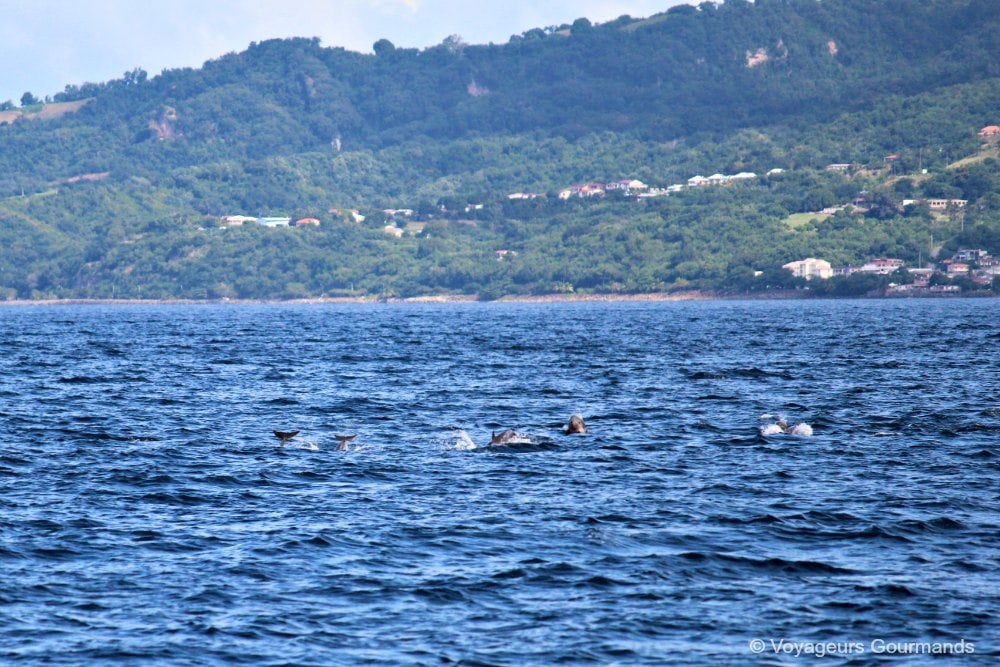 dauphins en Martinique