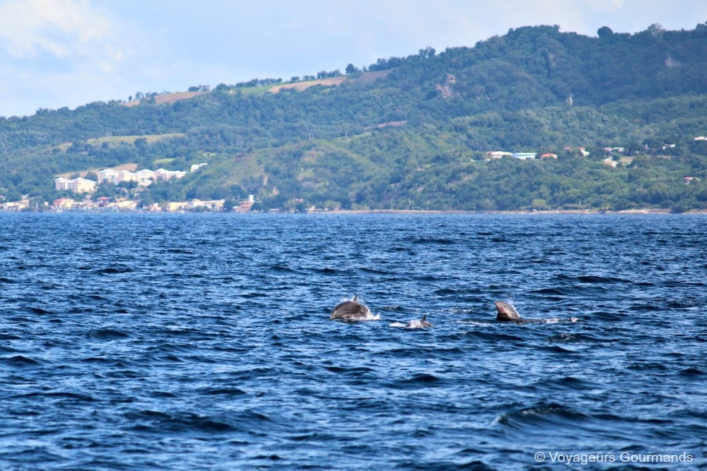 dauphins en Martinique