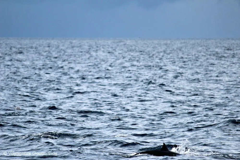 dauphins en Martinique