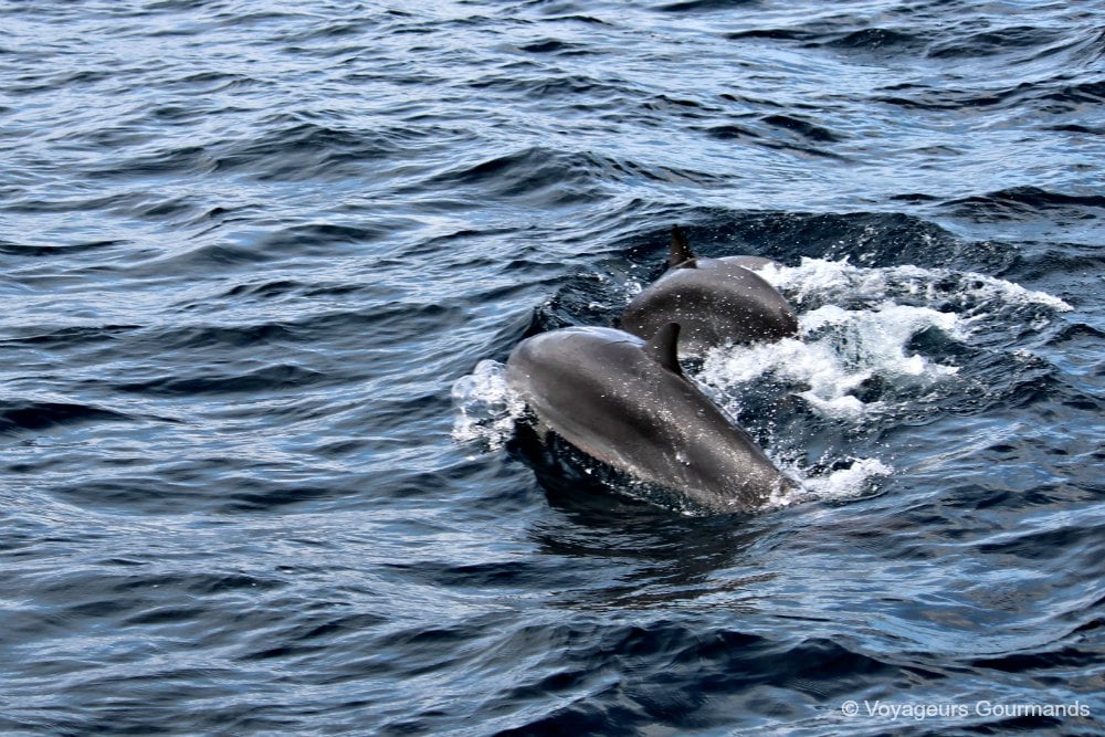 dauphins en Martinique