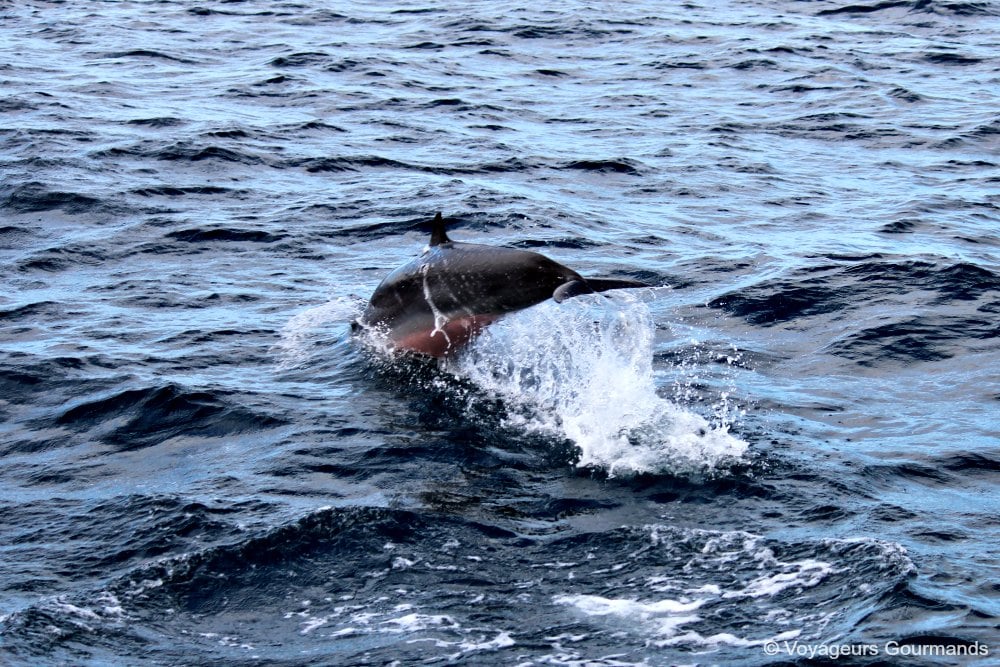 dauphins en Martinique