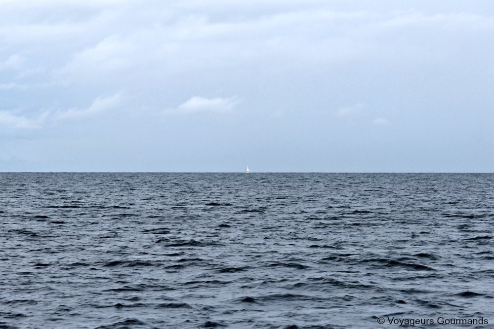 dauphins en Martinique