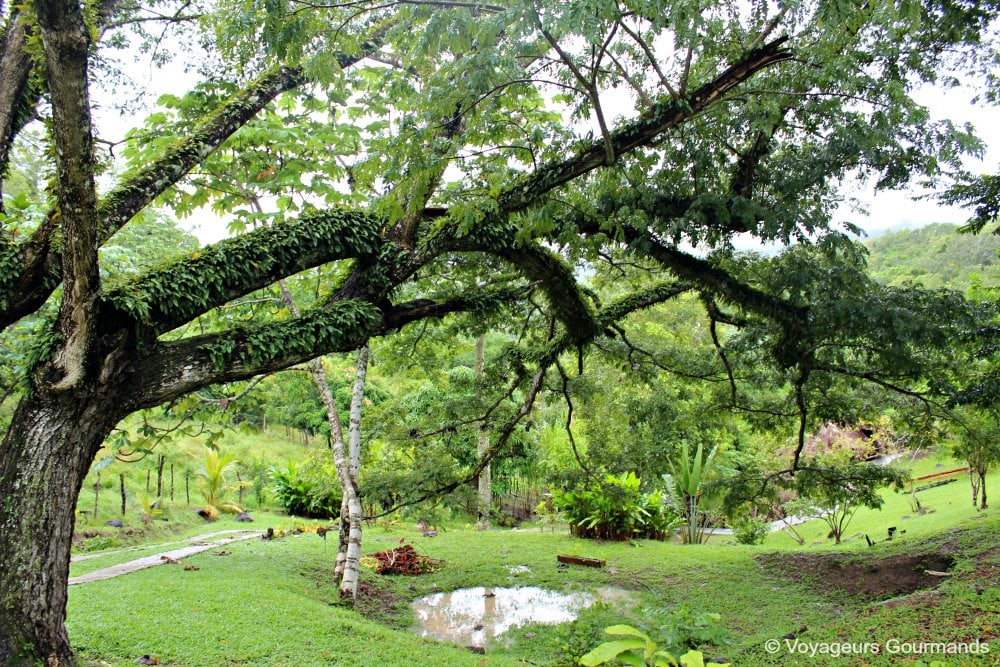 voyage en martinique 12