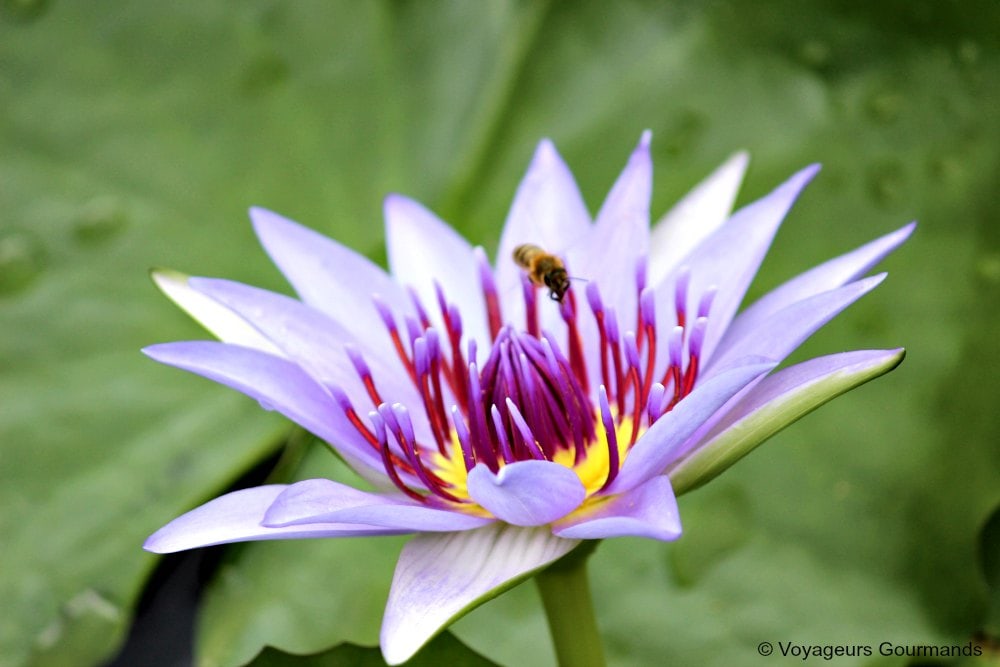 voyage en martinique 15