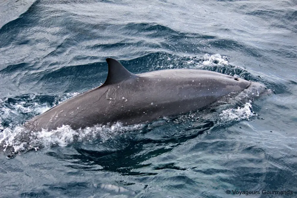 voyage en martinique 29