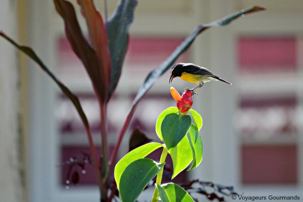 voyage en martinique 34