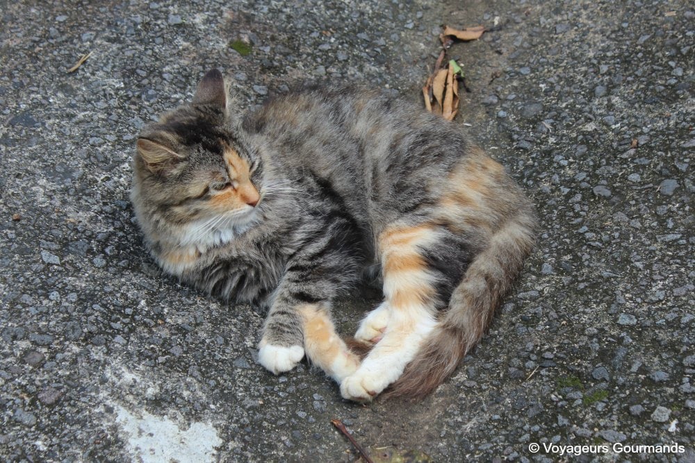 Nord de la martinique 10