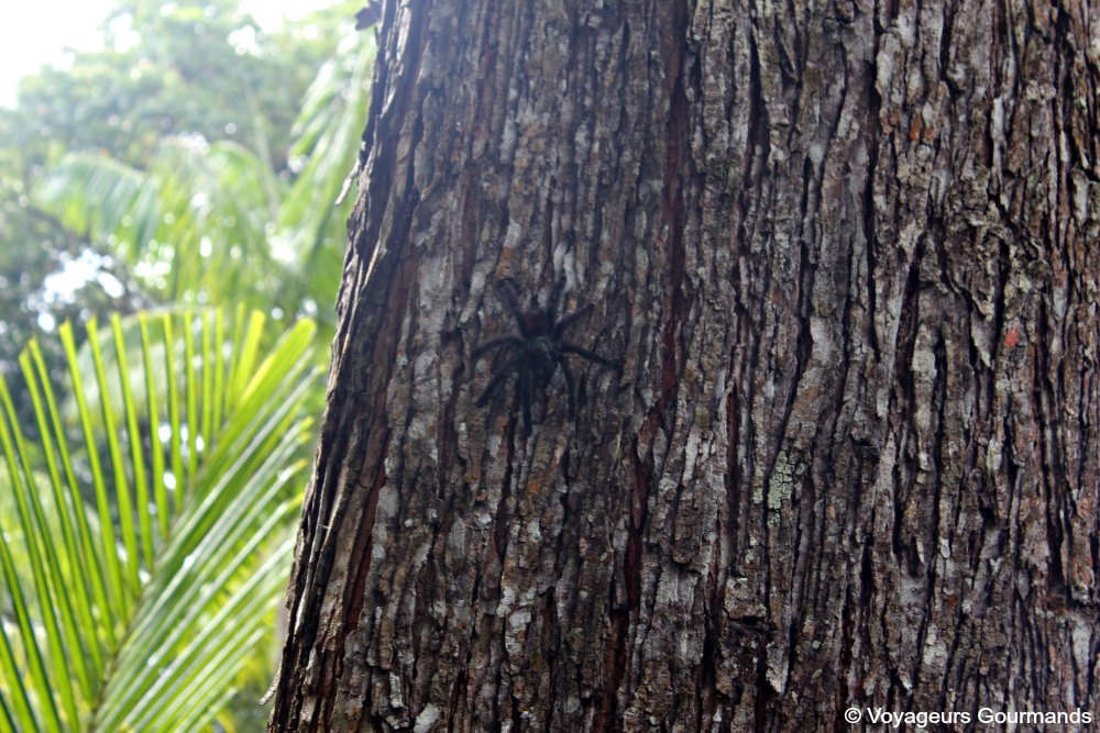 Nord de la martinique 13