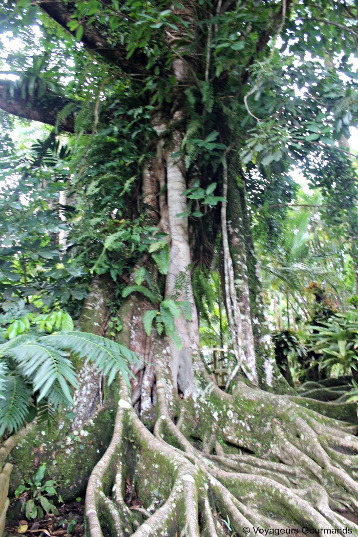 Nord de la martinique 14