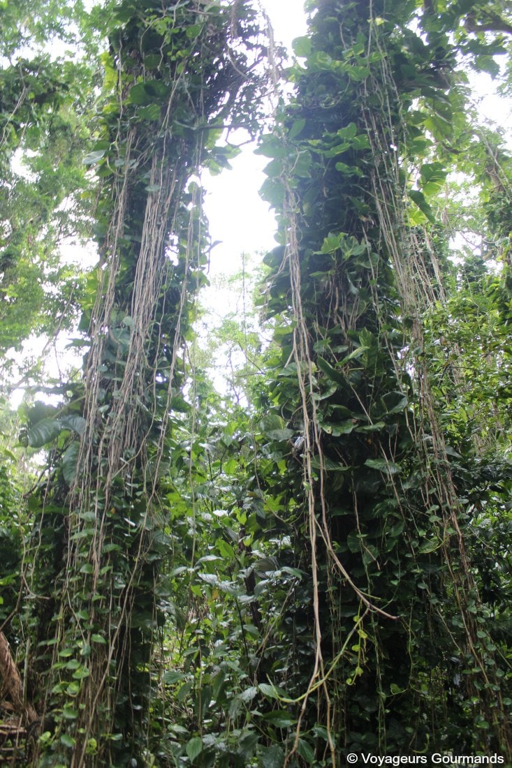 Nord de la martinique 17