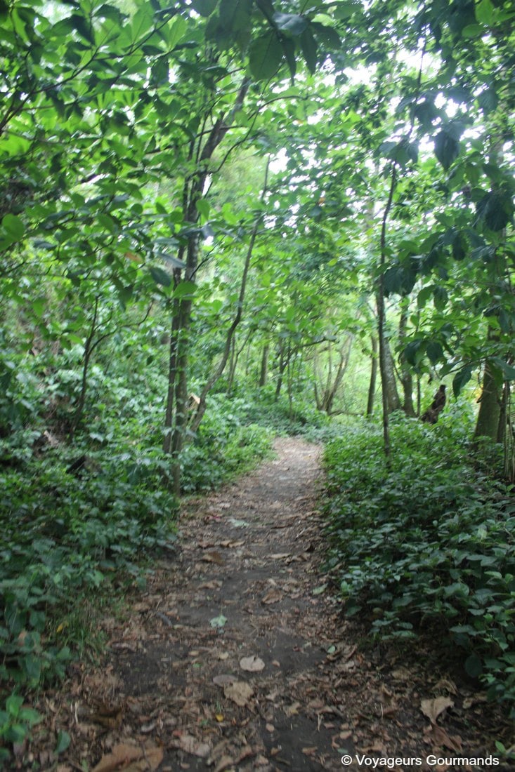 Nord de la martinique 19