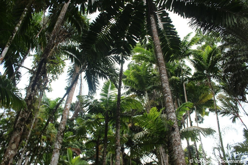 Nord de la martinique 6