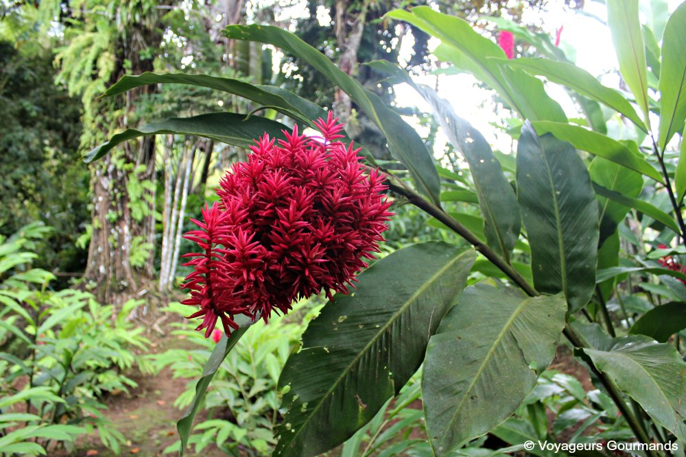 Nord de la martinique 7