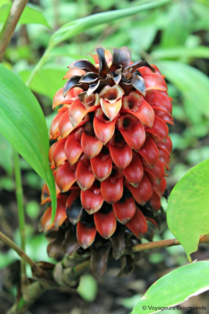 Nord de la martinique 8