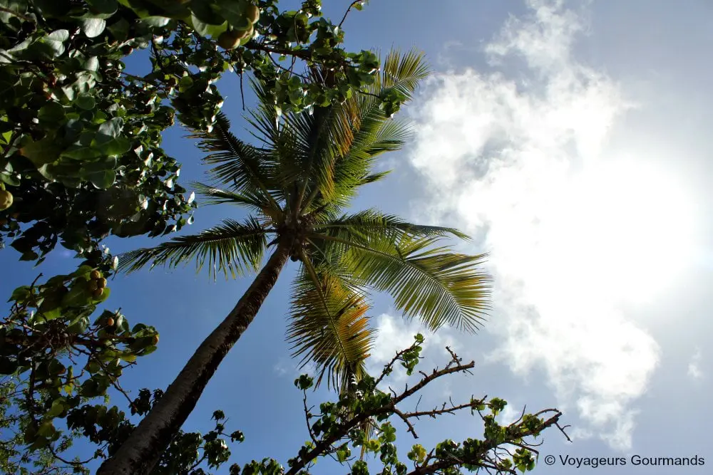 Plage de Martinique 10