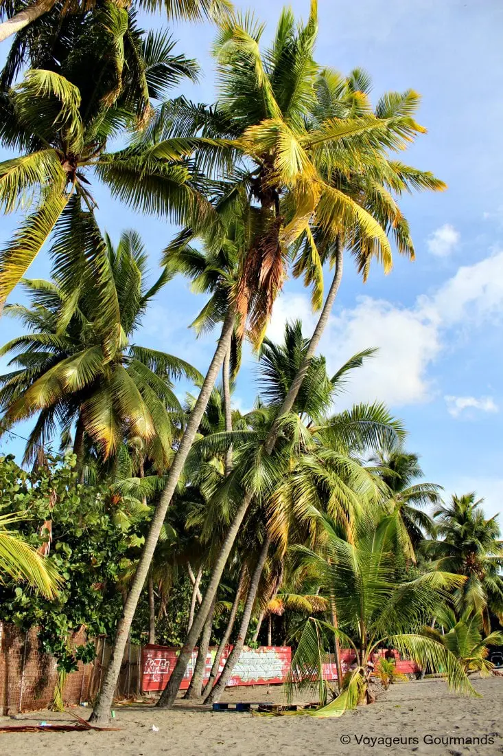 Plage de Martinique 22