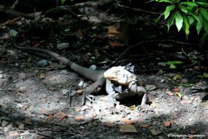 Baignoire de joséphine 18