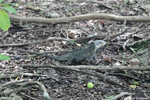 Baignoire de joséphine 20