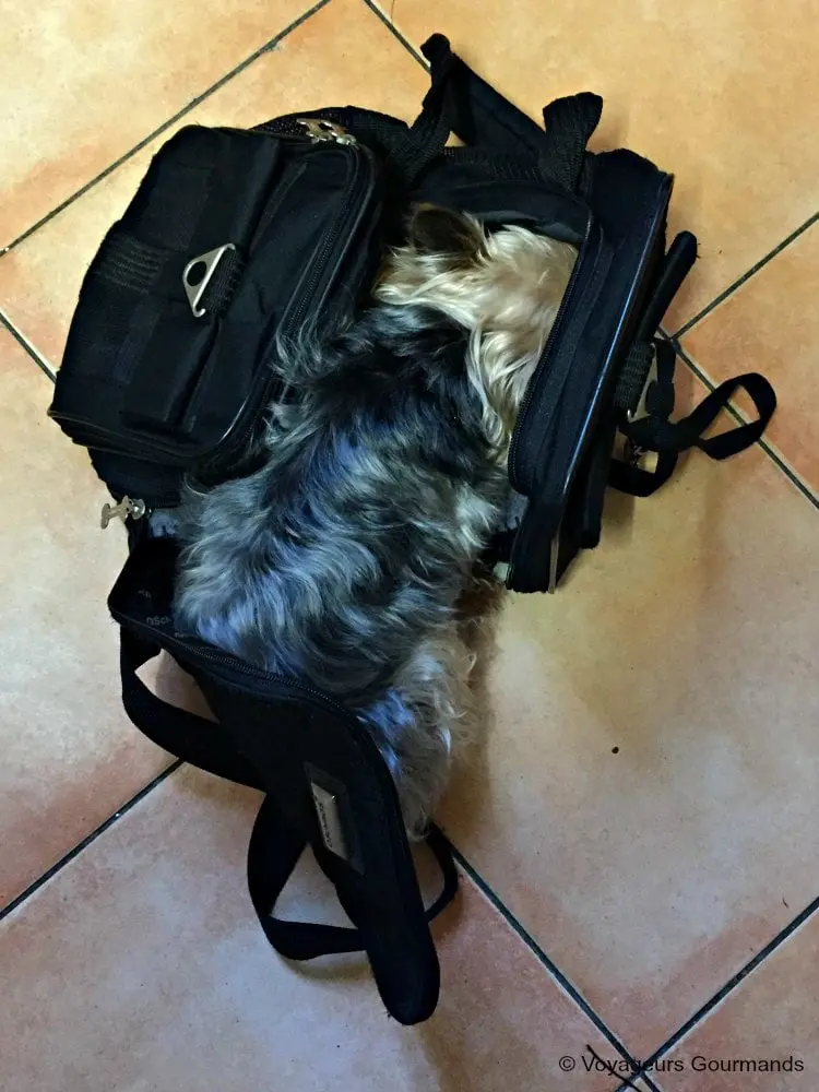 chien en voiture