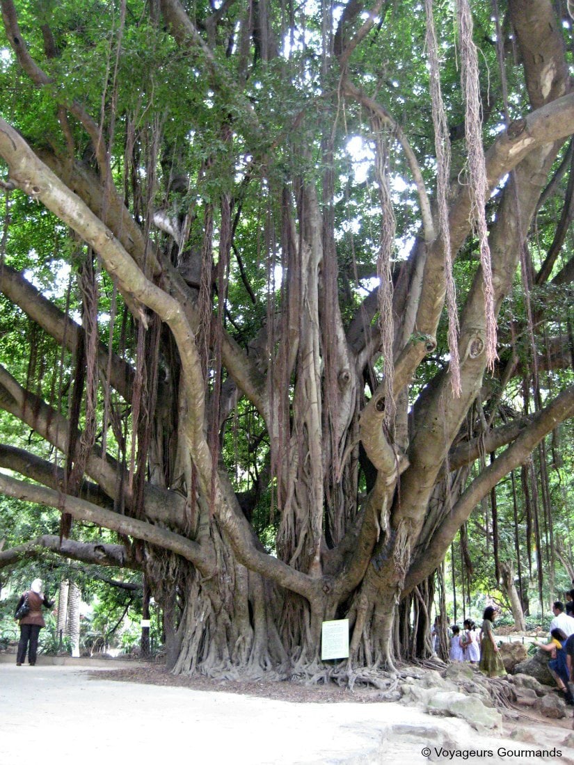 jardin d'essai du hamma