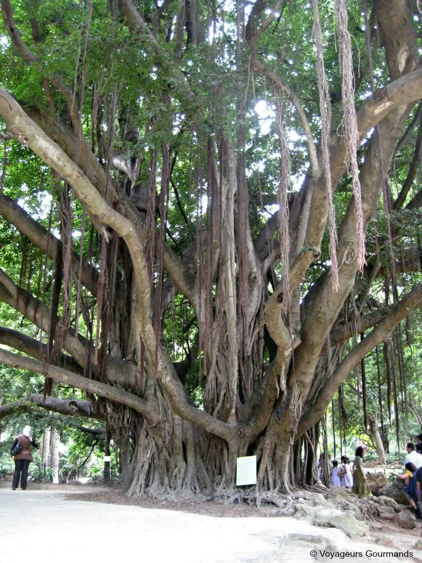 jardin dessai du hamma 13