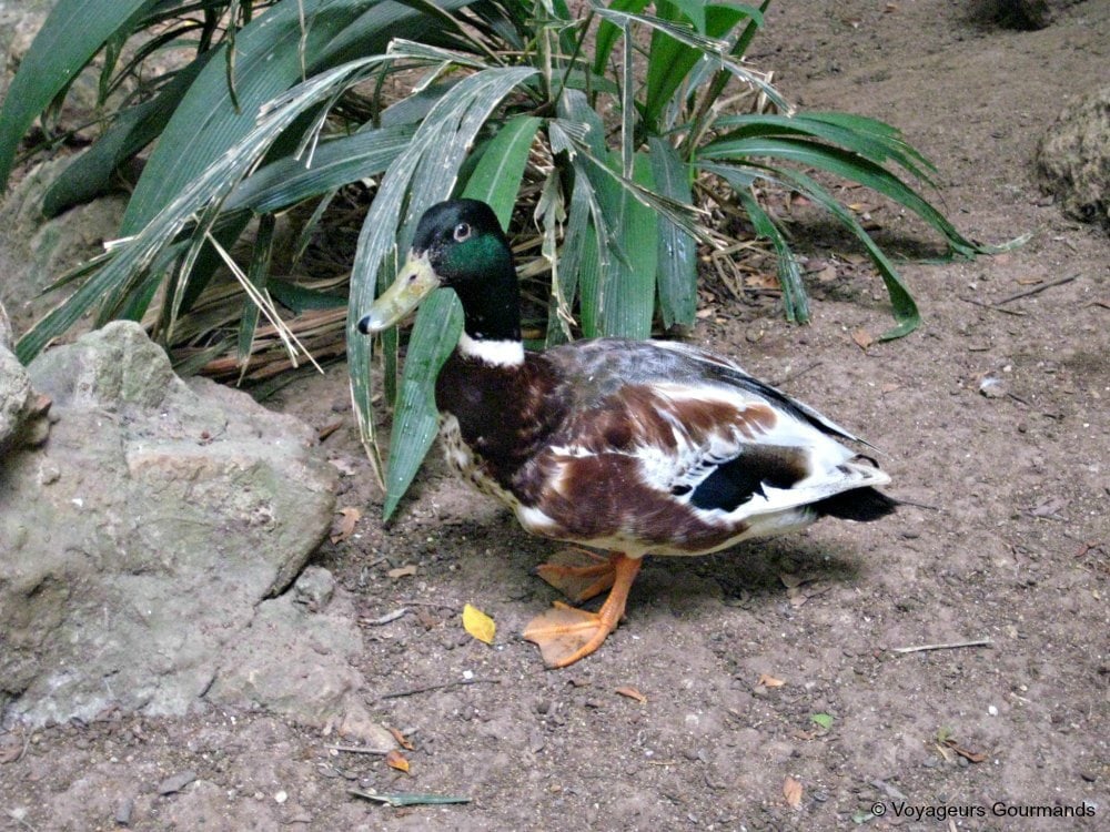 jardin d'essai du hamma