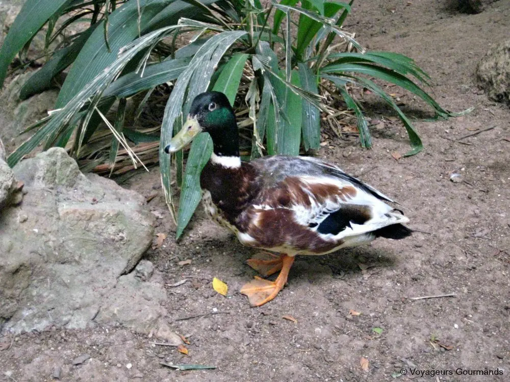jardin dessai du hamma 14