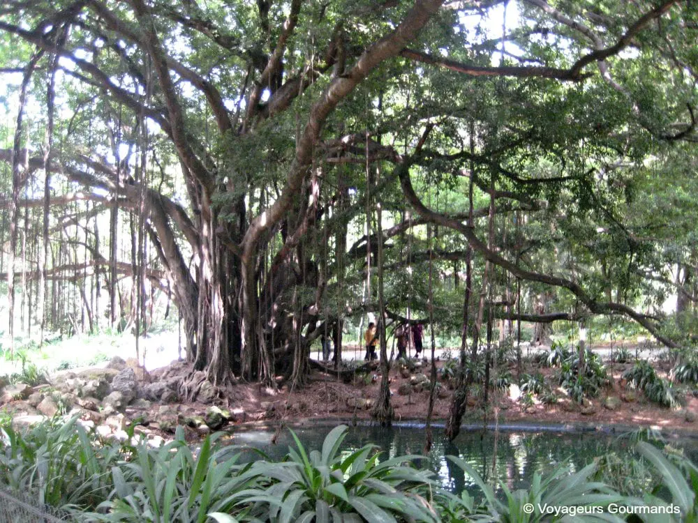 jardin dessai du hamma 15