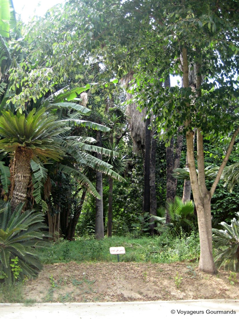 jardin d'essai du hamma