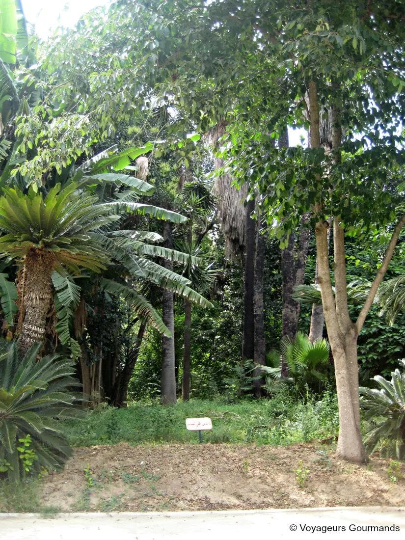 jardin dessai du hamma 19