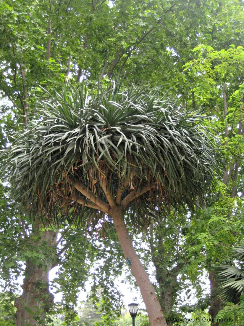 jardin dessai du hamma 22
