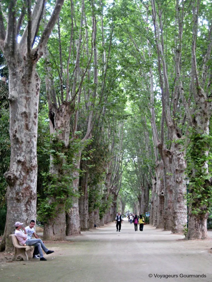 jardin dessai du hamma 23