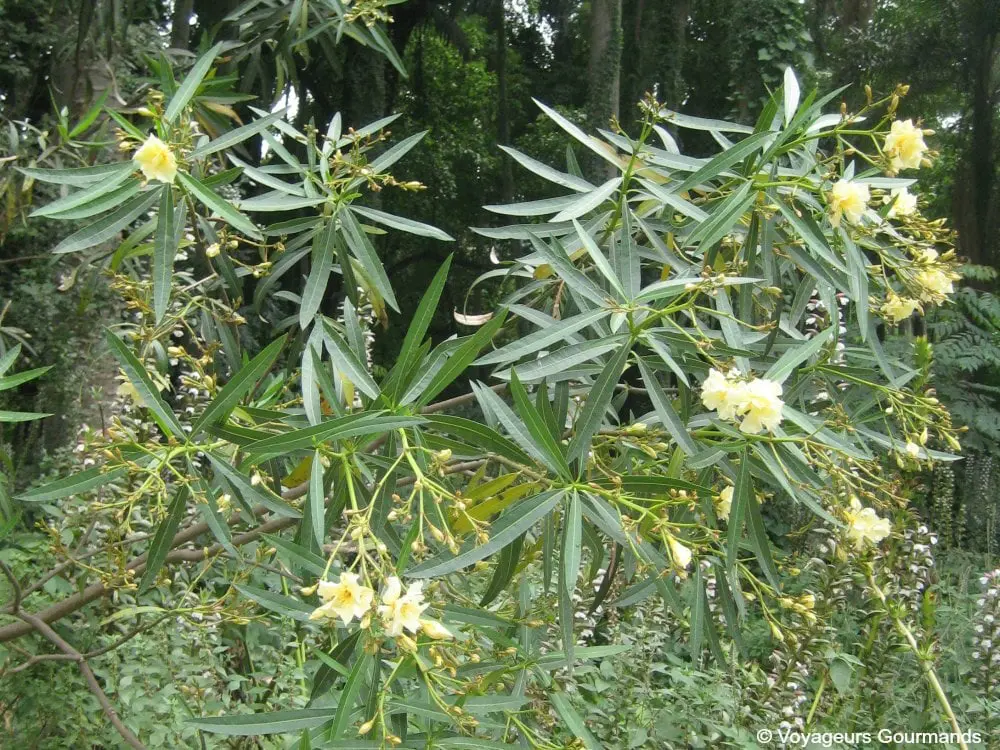 jardin dessai du hamma 25