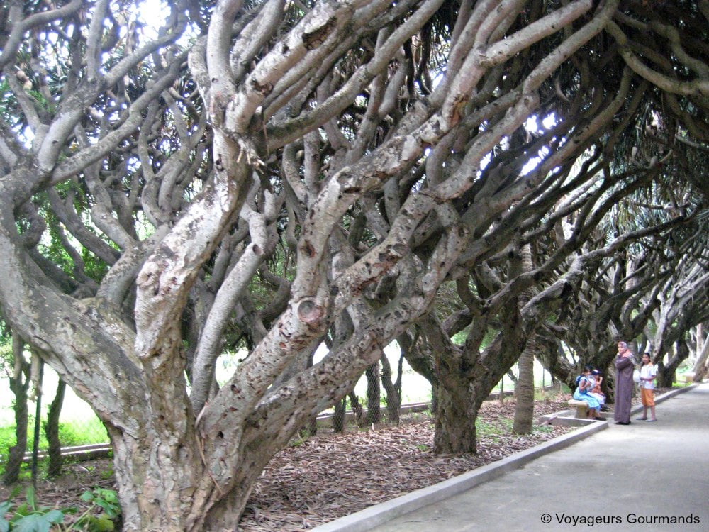 jardin d'essai du hamma
