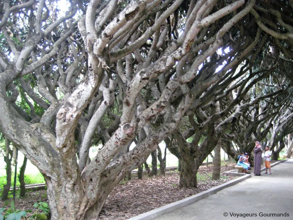 jardin dessai du hamma 26