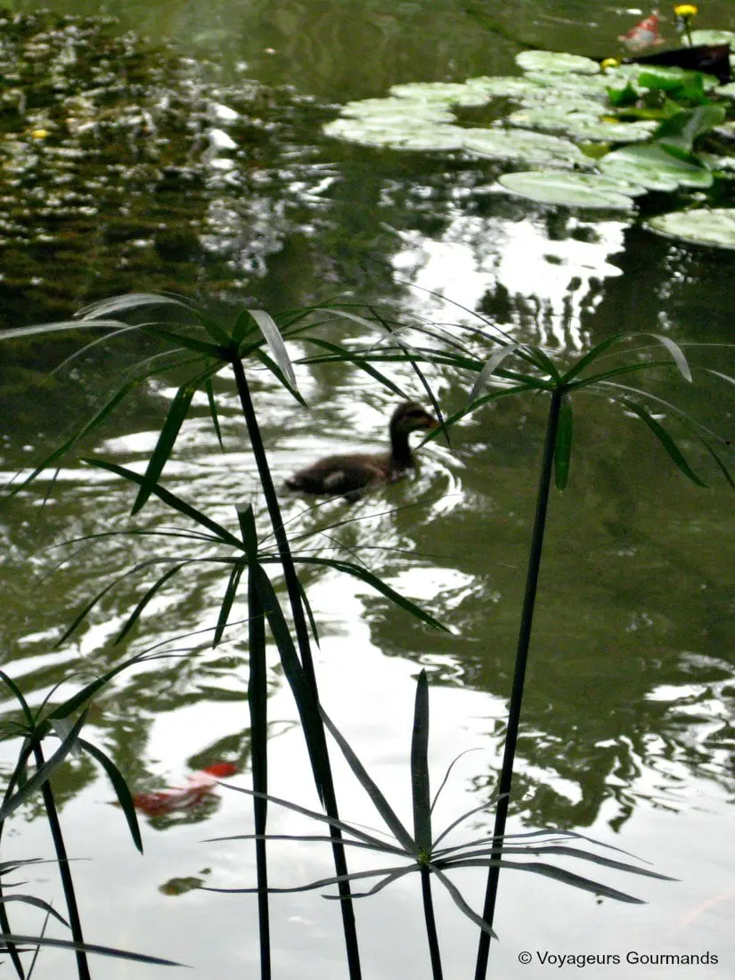 jardin dessai du hamma 29