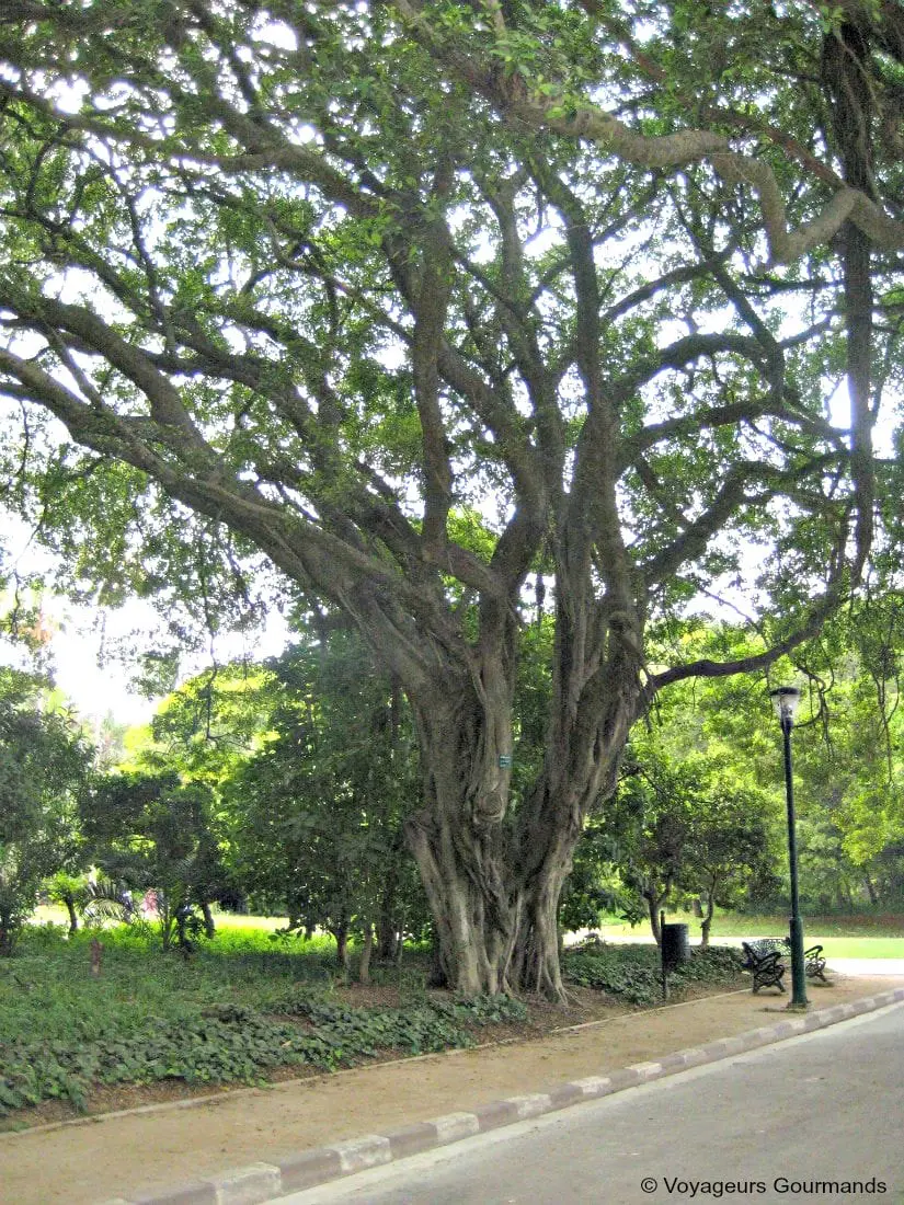 jardin dessai du hamma 3