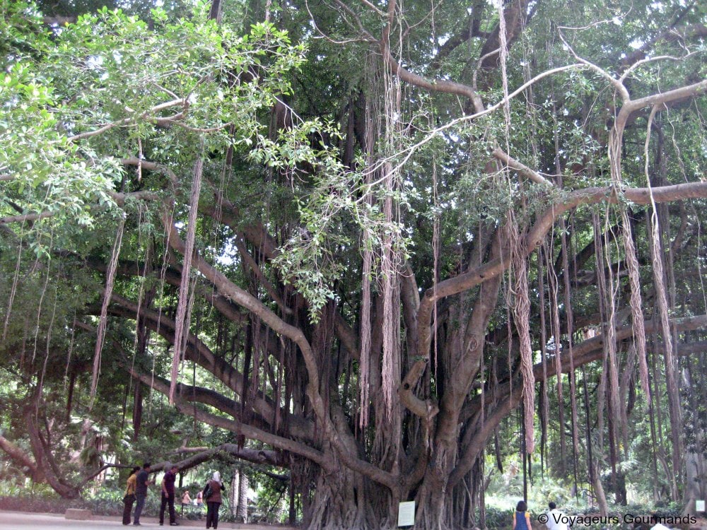 jardin d'essai du hamma