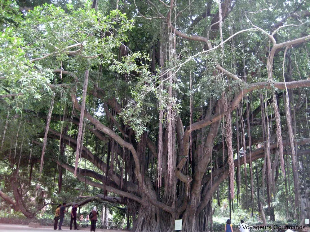 jardin dessai du hamma 30