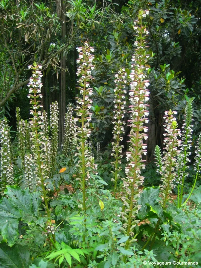 jardin dessai du hamma 6
