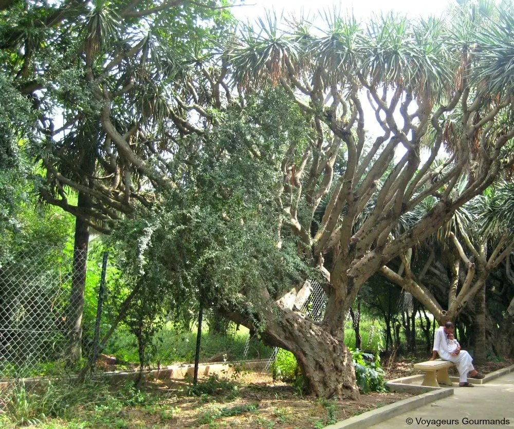jardin dessai du hamma 7