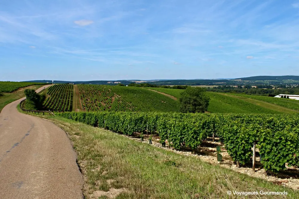 Pouilly sur loire 10