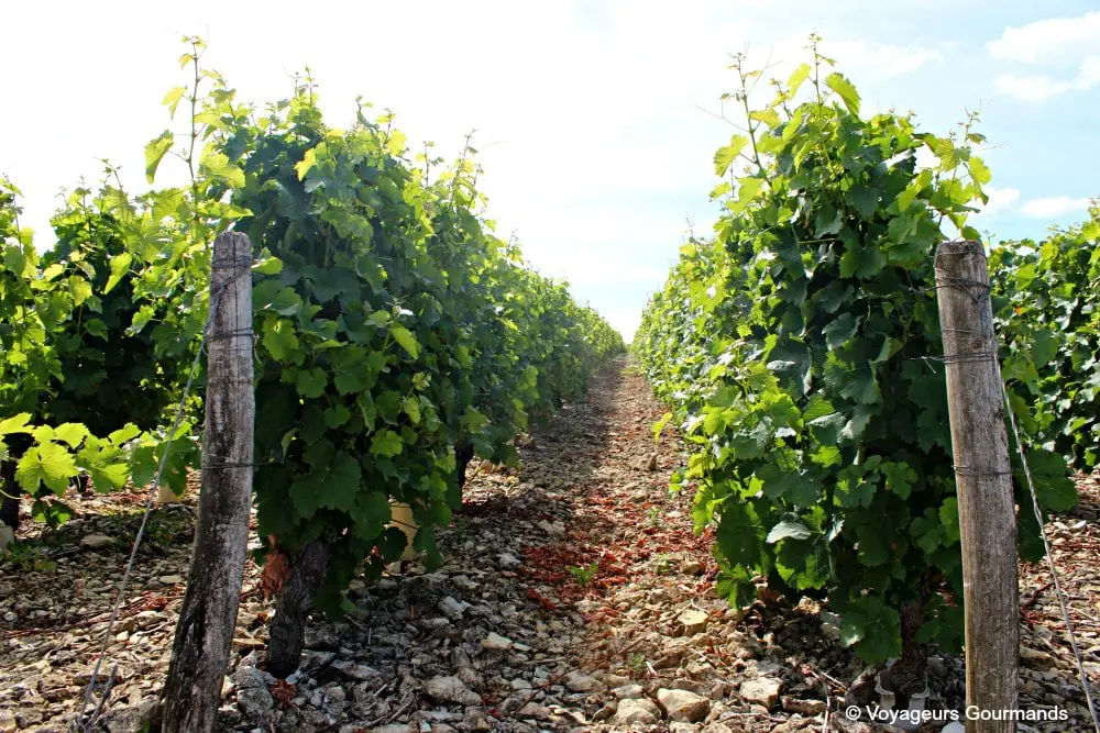Pouilly sur loire 29