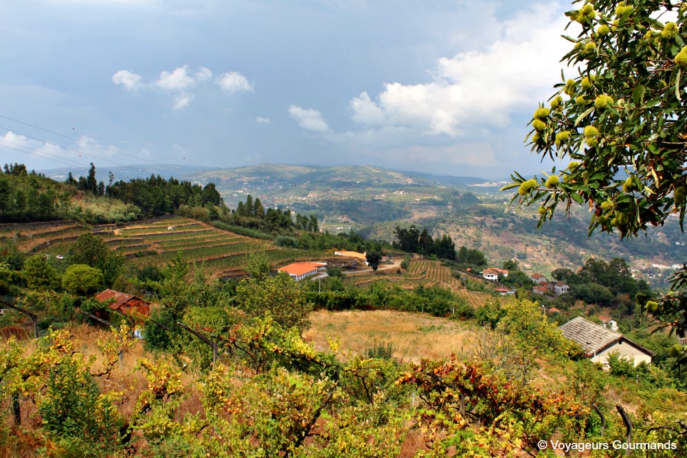 Vallee du douro 11