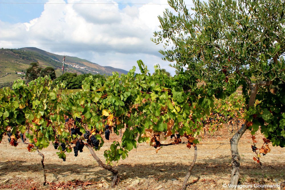 Vallee du douro